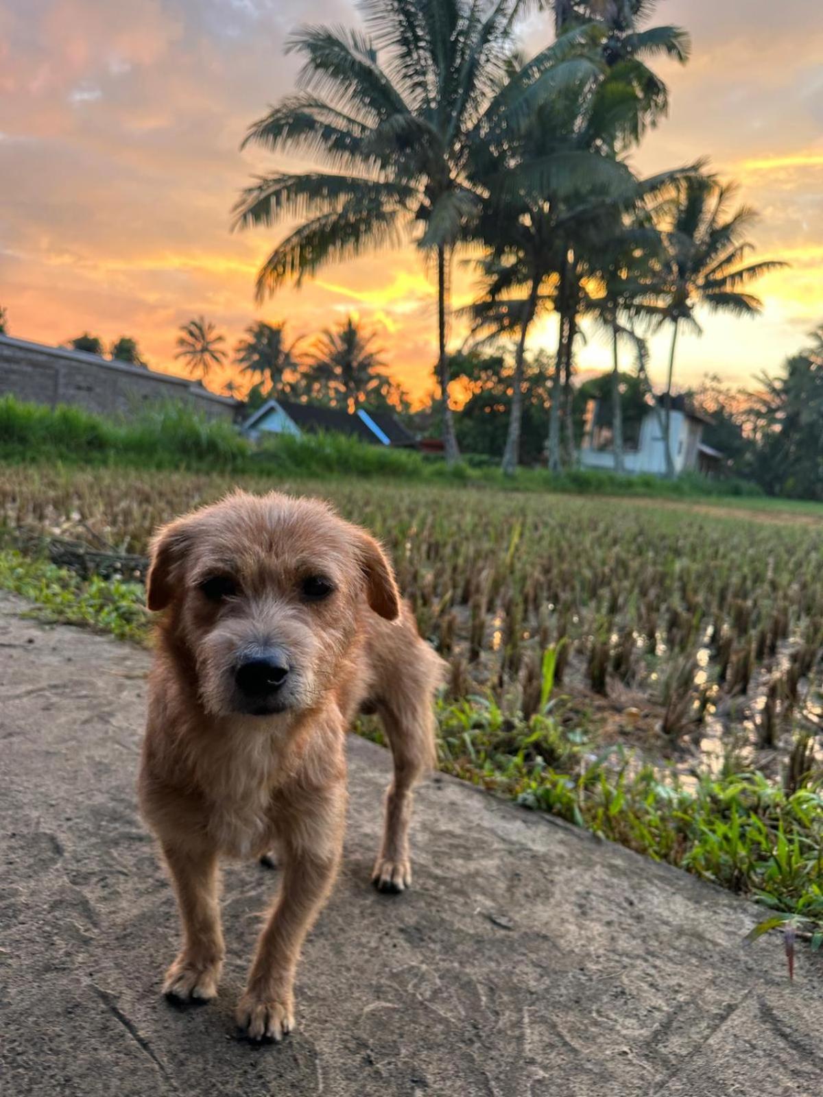 Myhome - Lombok Tetebatu Luaran gambar