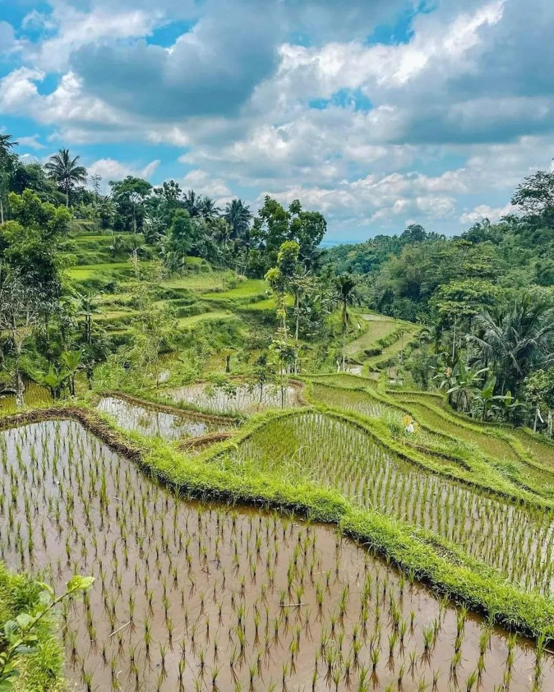 Myhome - Lombok Tetebatu Luaran gambar