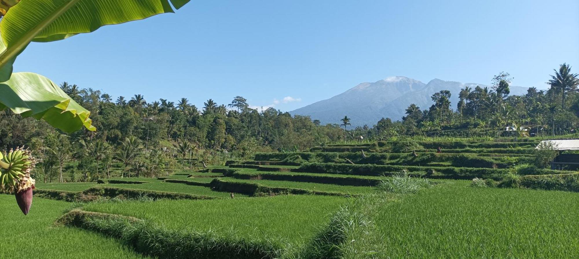 Myhome - Lombok Tetebatu Luaran gambar